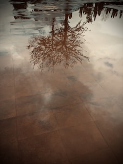 A reflection of a tree is visible in a puddle of water on a tiled surface. The image captures the intricate branches and leaves against a cloudy sky, with a tranquil and slightly melancholic atmosphere.