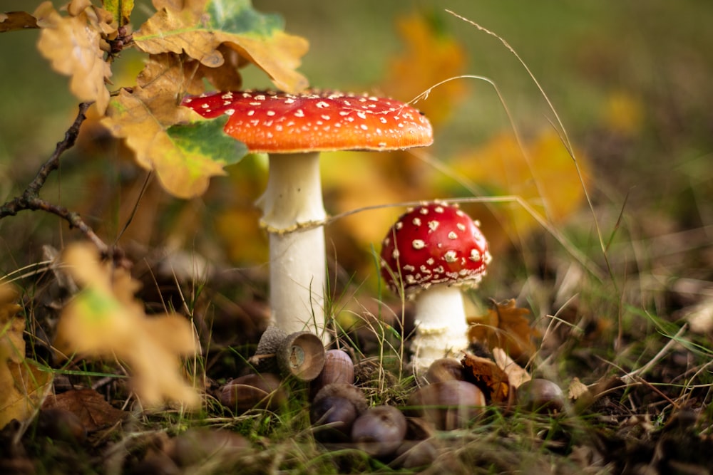 red and white mushroom in close up photography