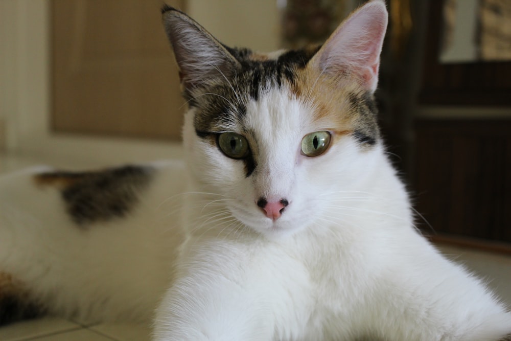 white and brown cat on white textile