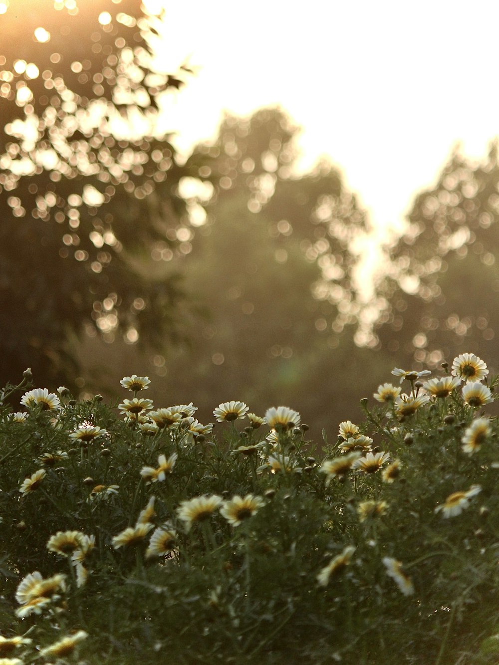 white flowers with green leaves