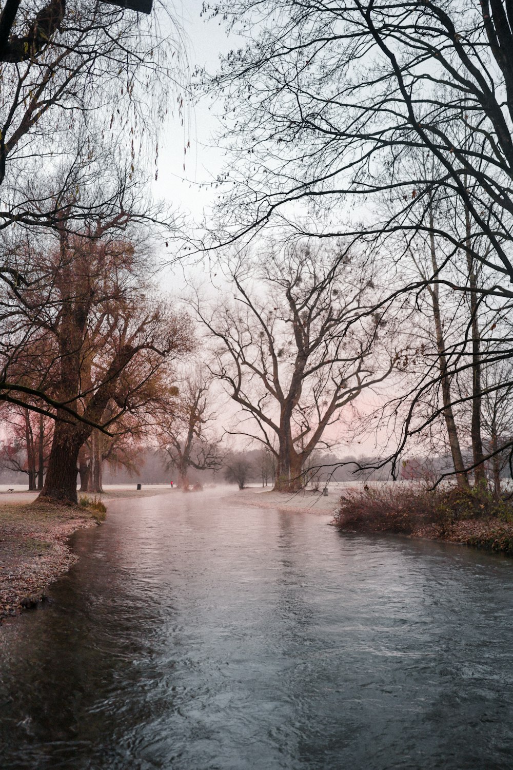 brown leafless trees near river during daytime