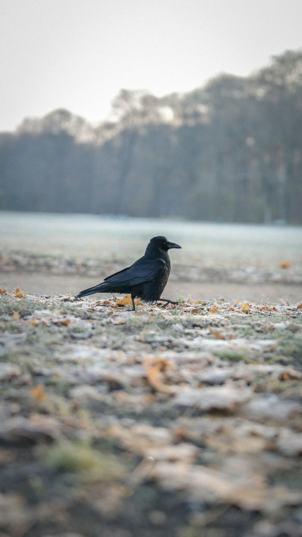 black bird on brown grass during daytime