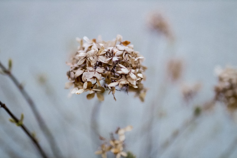 white flower in macro lens