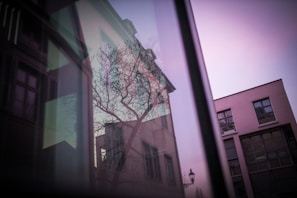 A reflection in a building's glass window shows the outline of tree branches against a pastel sky. The architectural features of surrounding buildings are also visible, including windows and structural lines. The scene is characterized by a mix of natural and urban elements.
