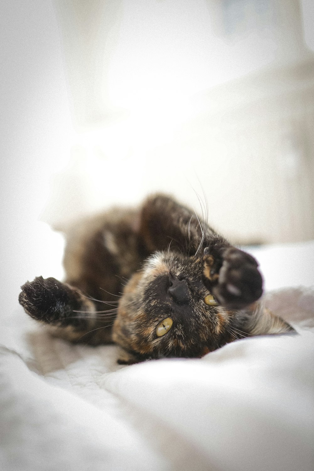 brown and black cat lying on white textile