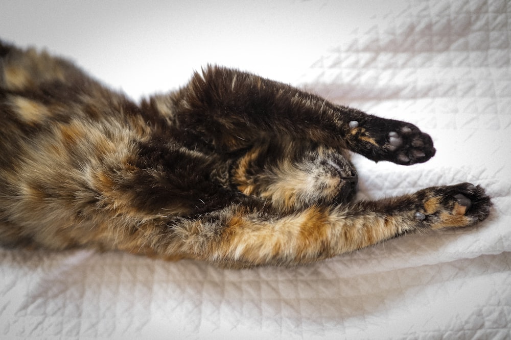 brown and black cat lying on white textile