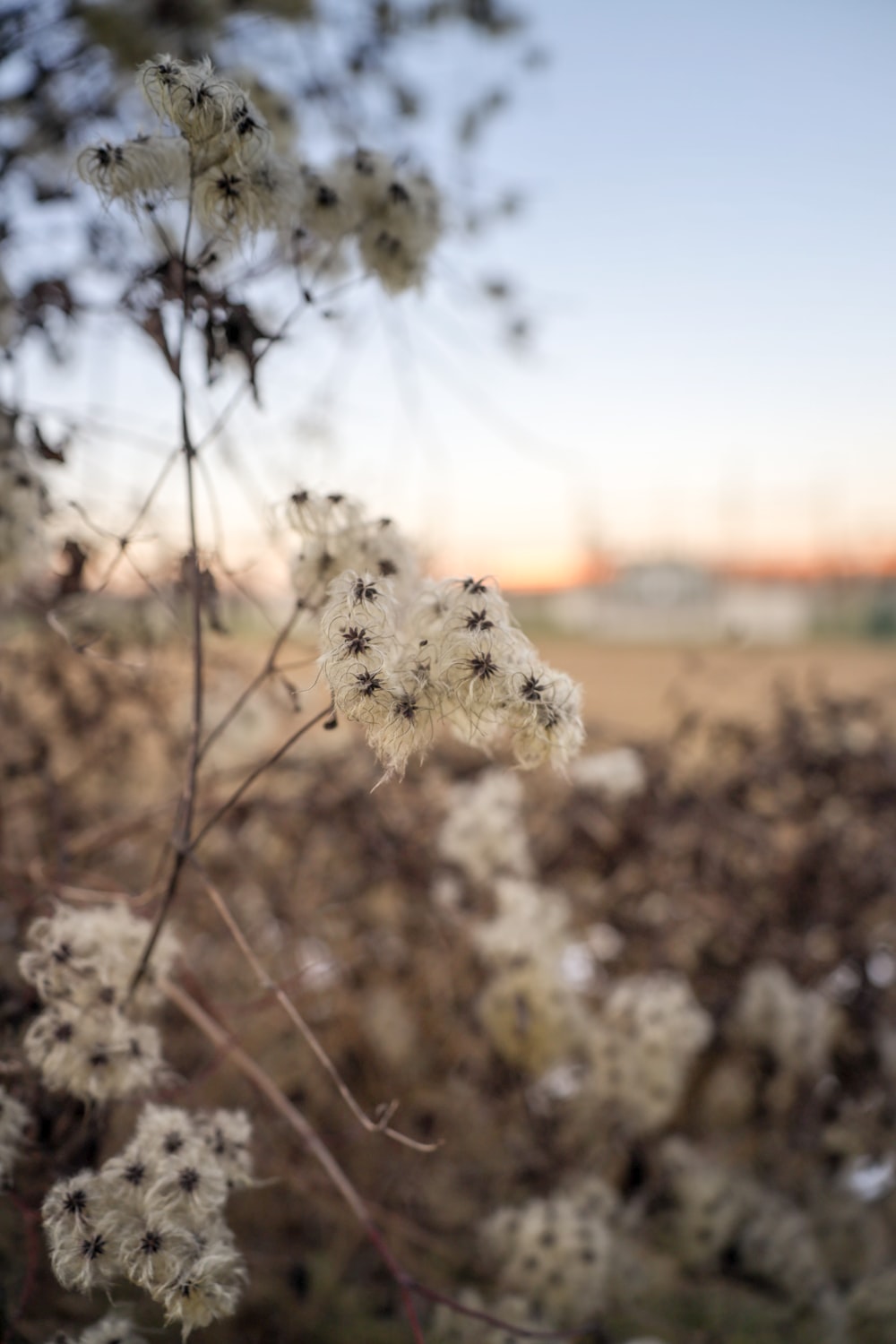 white flower in tilt shift lens