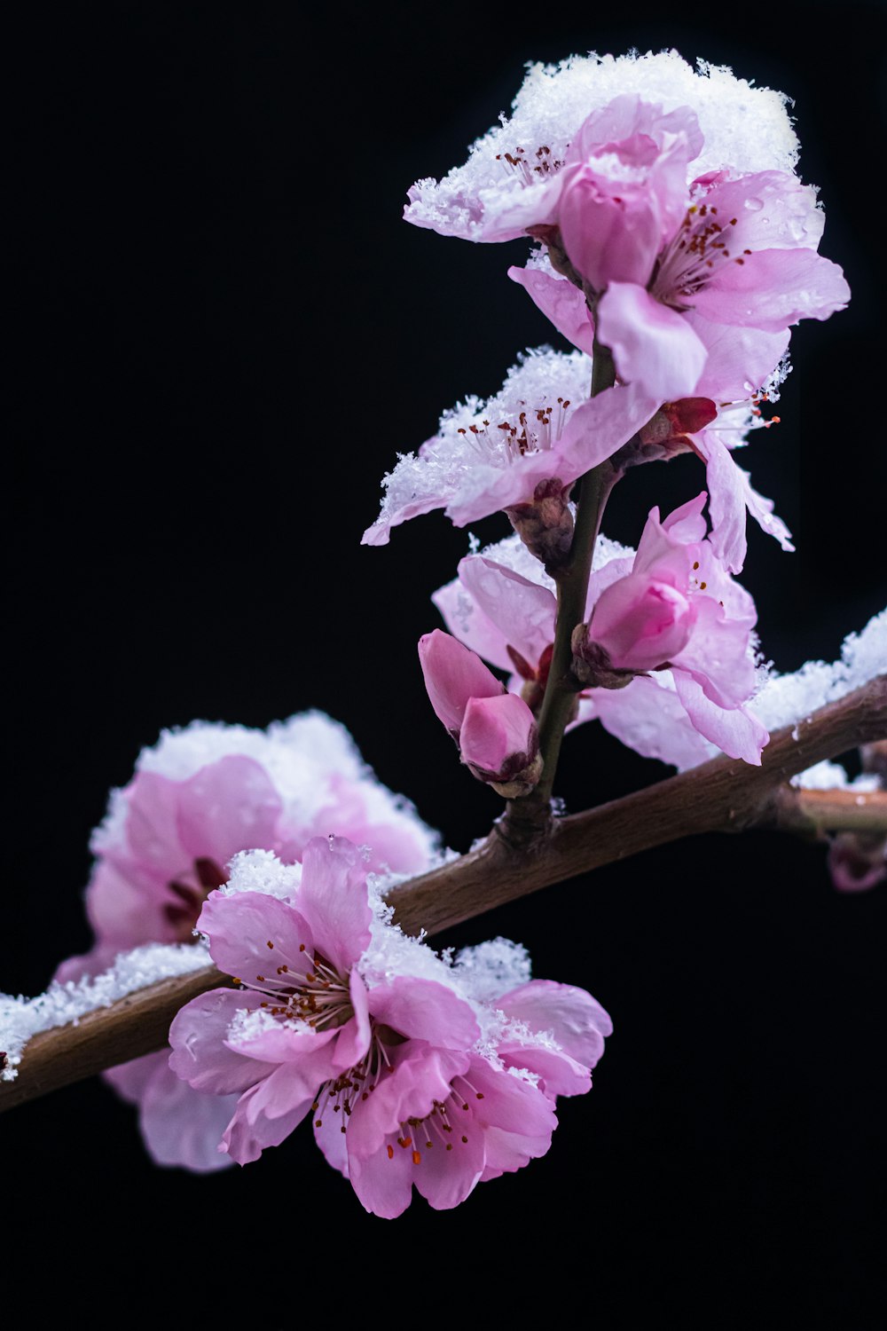 pink cherry blossom in close up photography