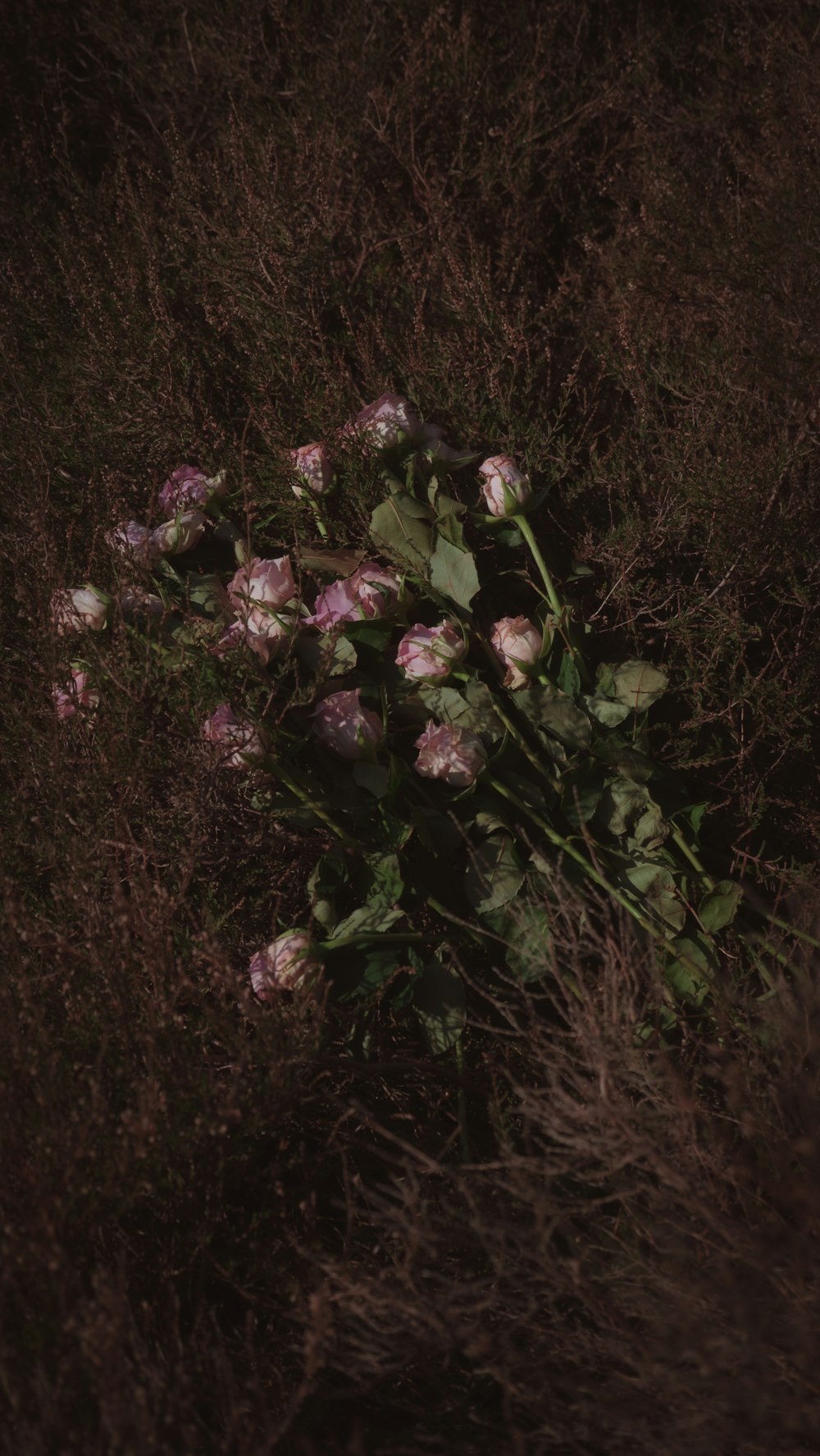 purple flowers on brown grass field