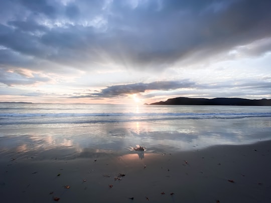 white bird on seashore during daytime in Tasmania Australia