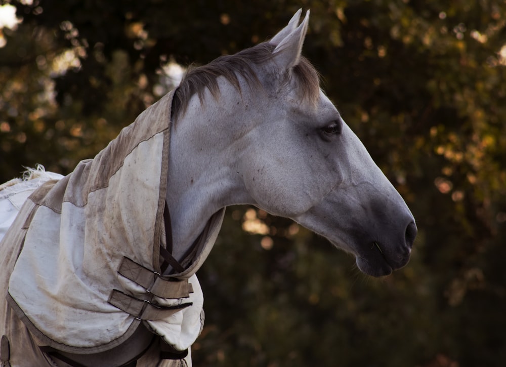 white horse head in close up photography