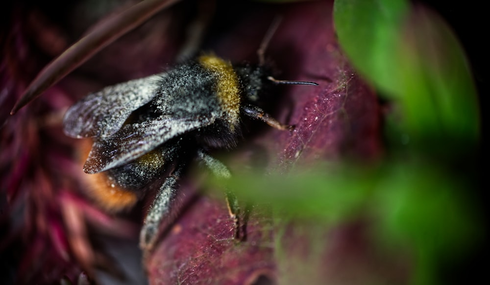 black and yellow bee on pink flower