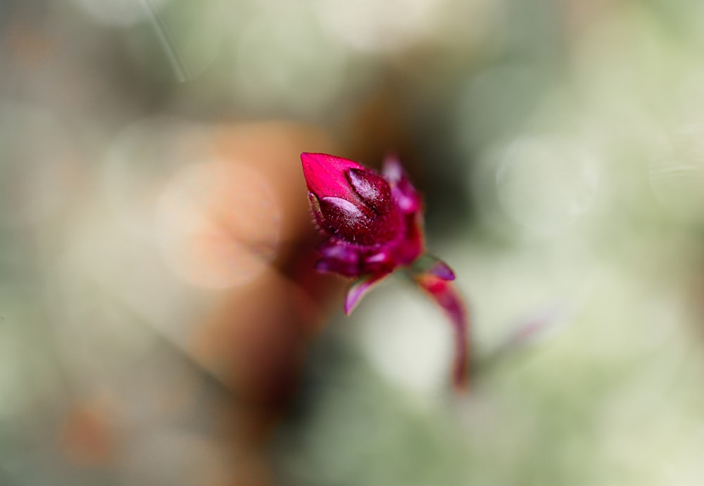 purple flower in tilt shift lens