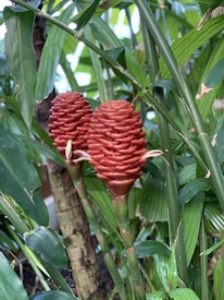 Two vibrant red, cone-shaped flowers are surrounded by lush, green tropical leaves. The flowers have a beehive-like pattern with tightly packed scales and are attached to thick, upright stems.