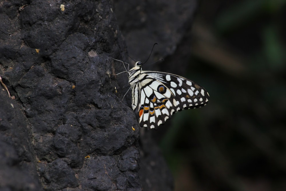 black and white butterfly on black rock