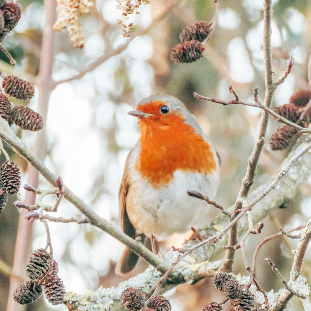 Wildlife photo spot London Bushy Park