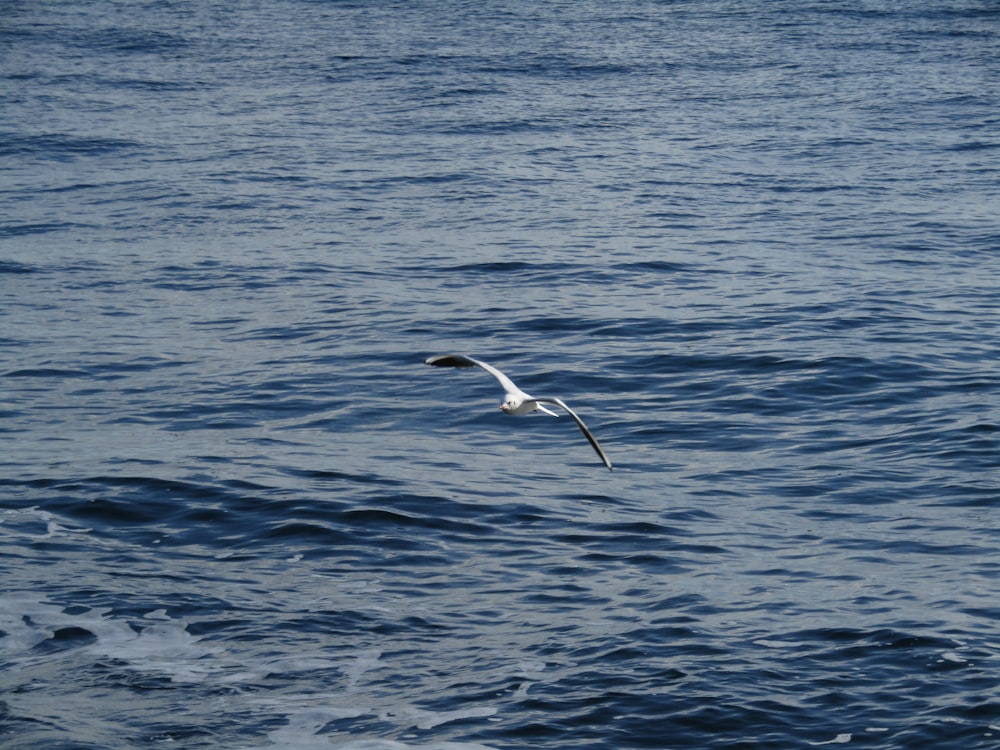 white bird flying over blue sea during daytime
