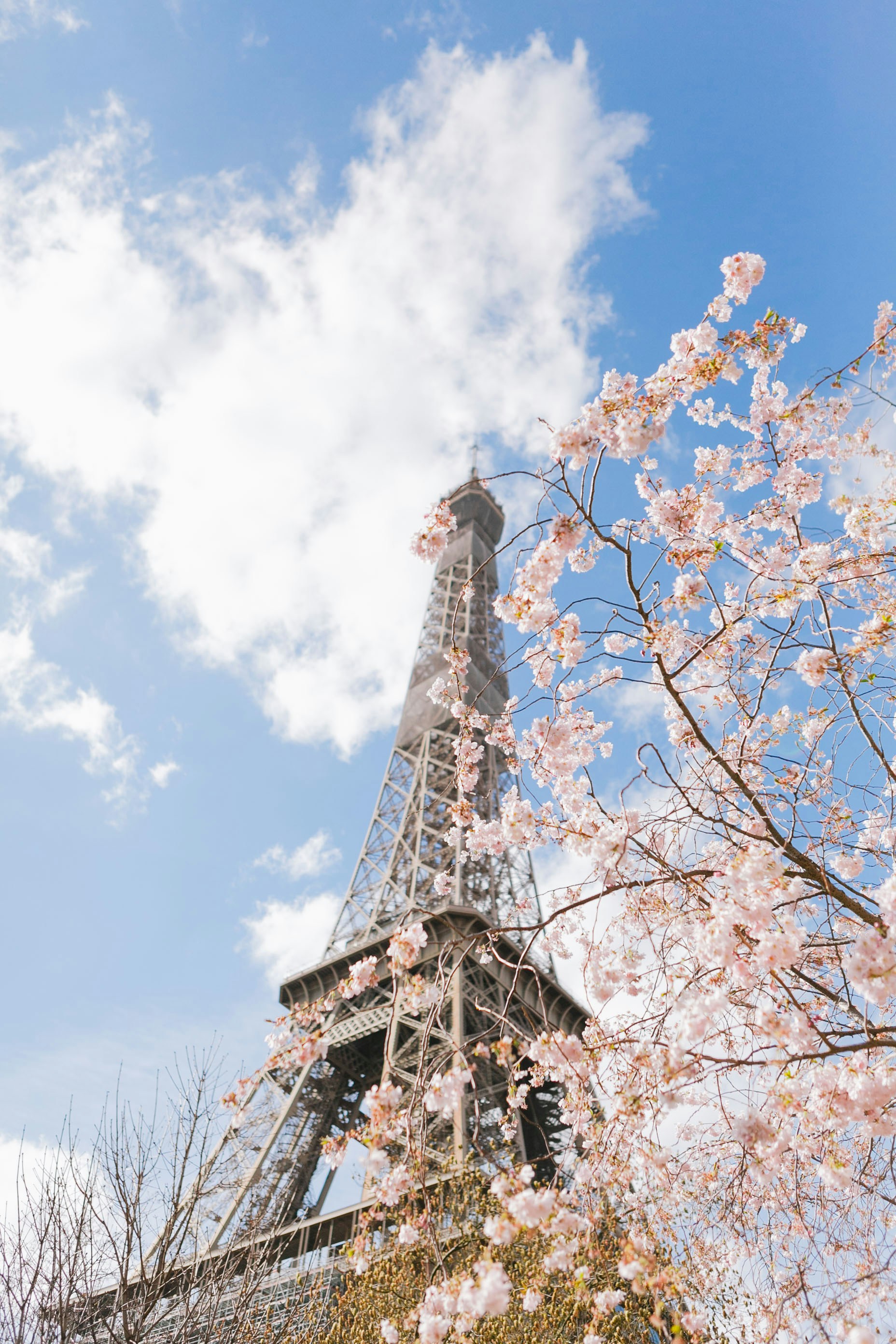 brown tree with pink leaves under blue sky during daytime