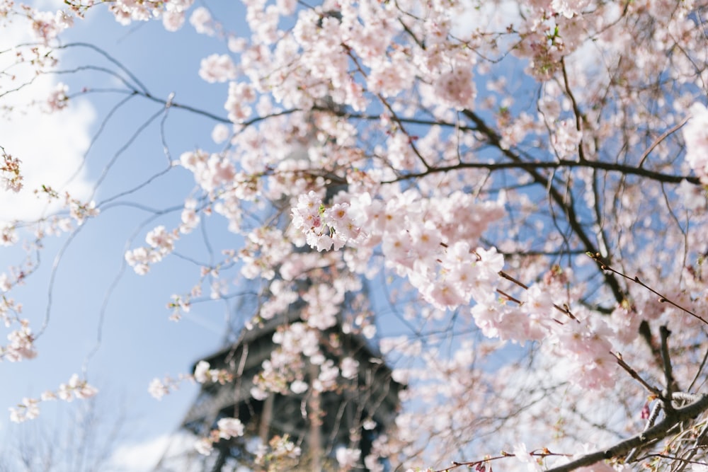 white cherry blossom tree under blue sky during daytime