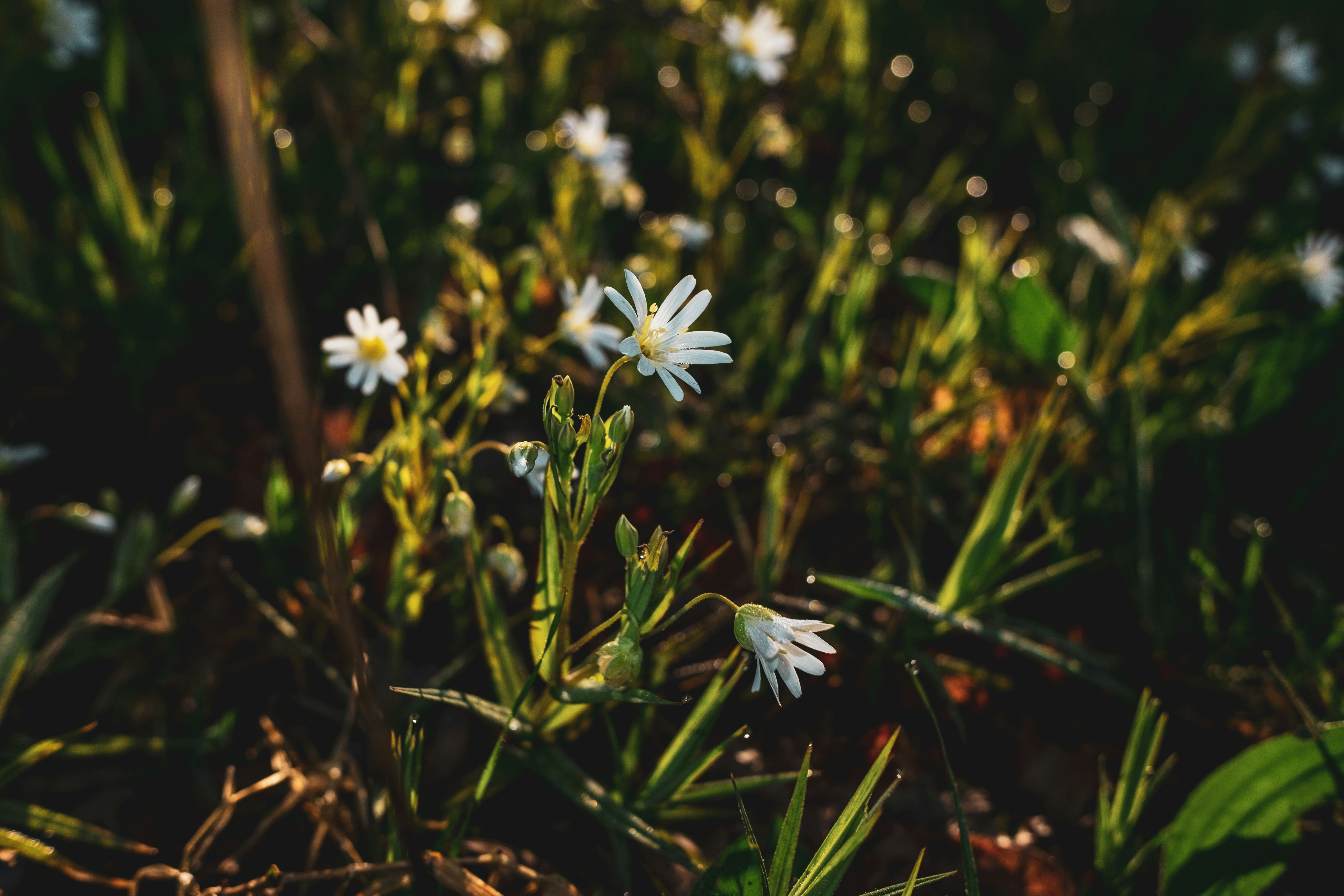 Photo by grievek1610begur