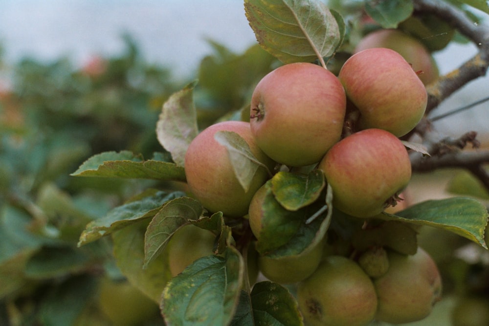 red and green apple fruit