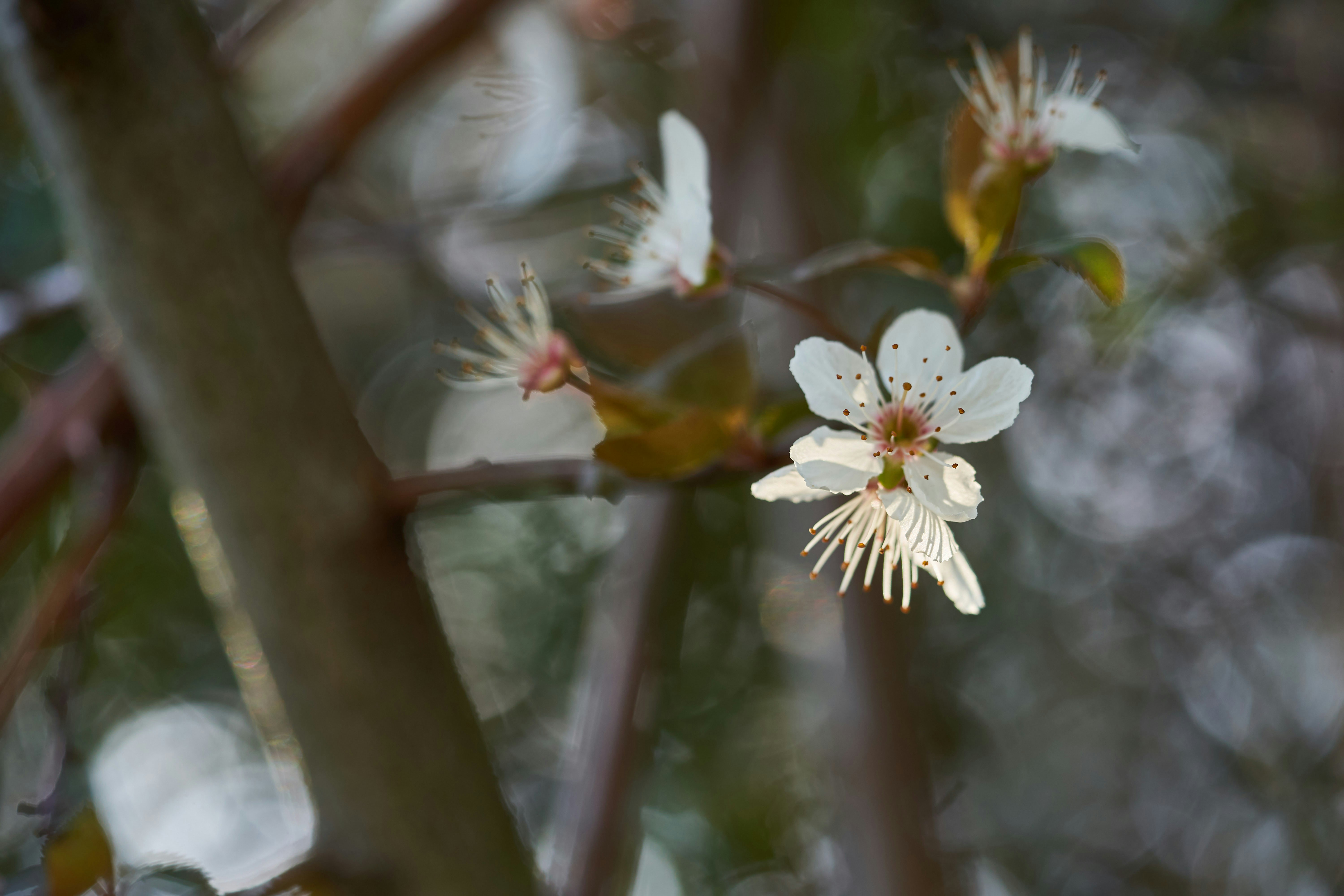 Photo by wolfgang_hasselmann