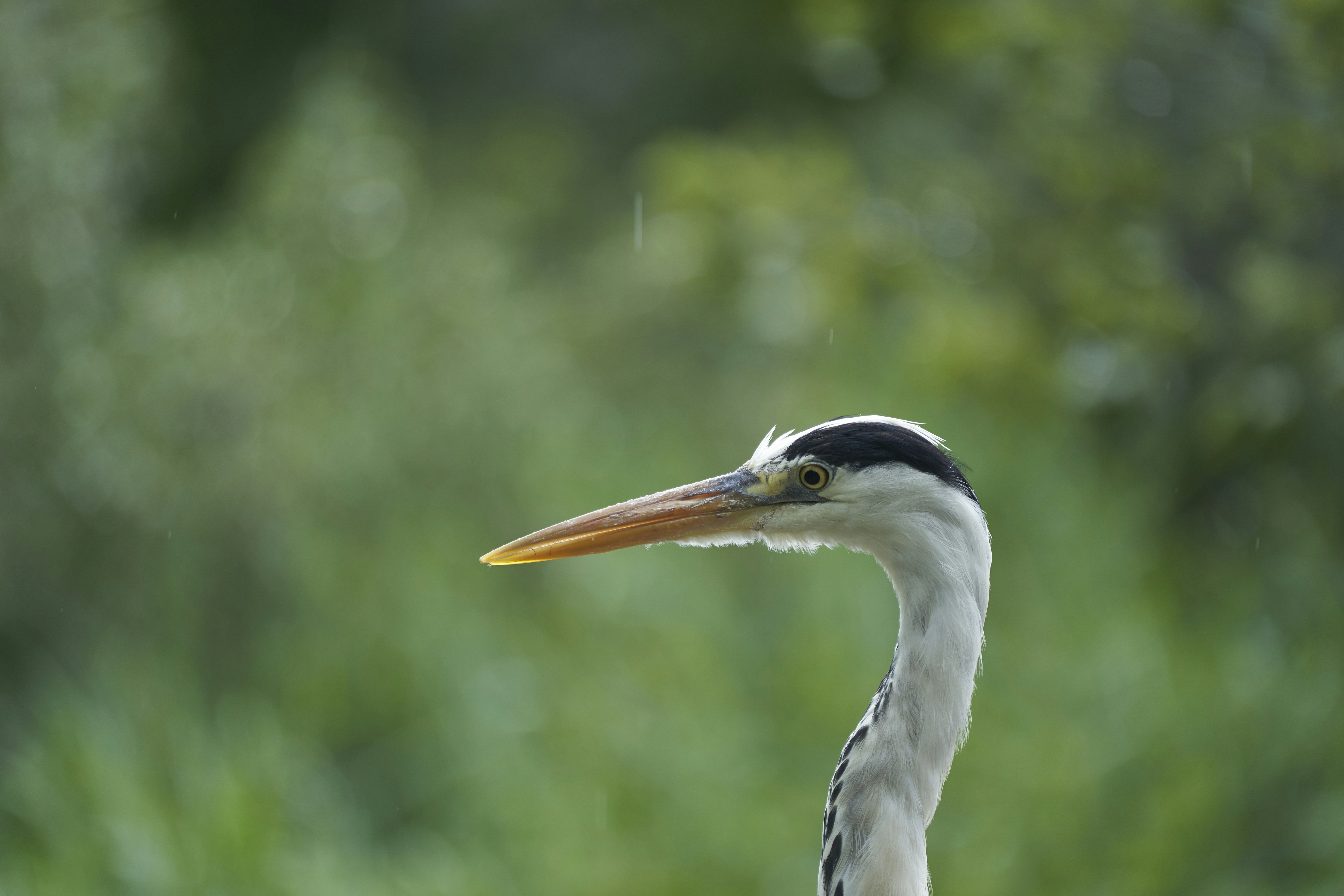 Photo by wolfgang_hasselmann