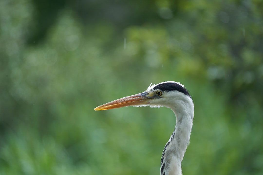 white stork in tilt shift lens