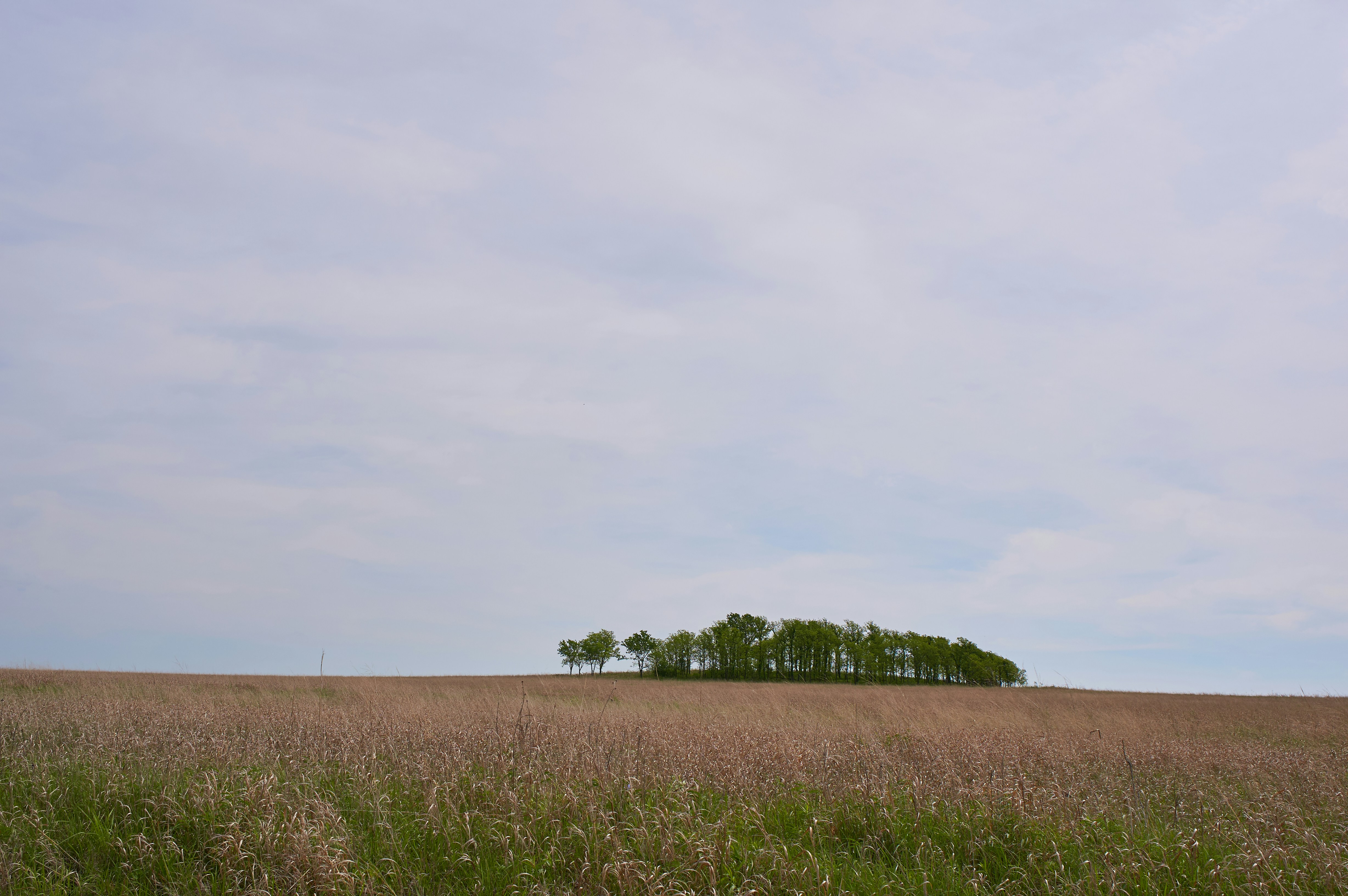 Photo by wolfgang_hasselmann