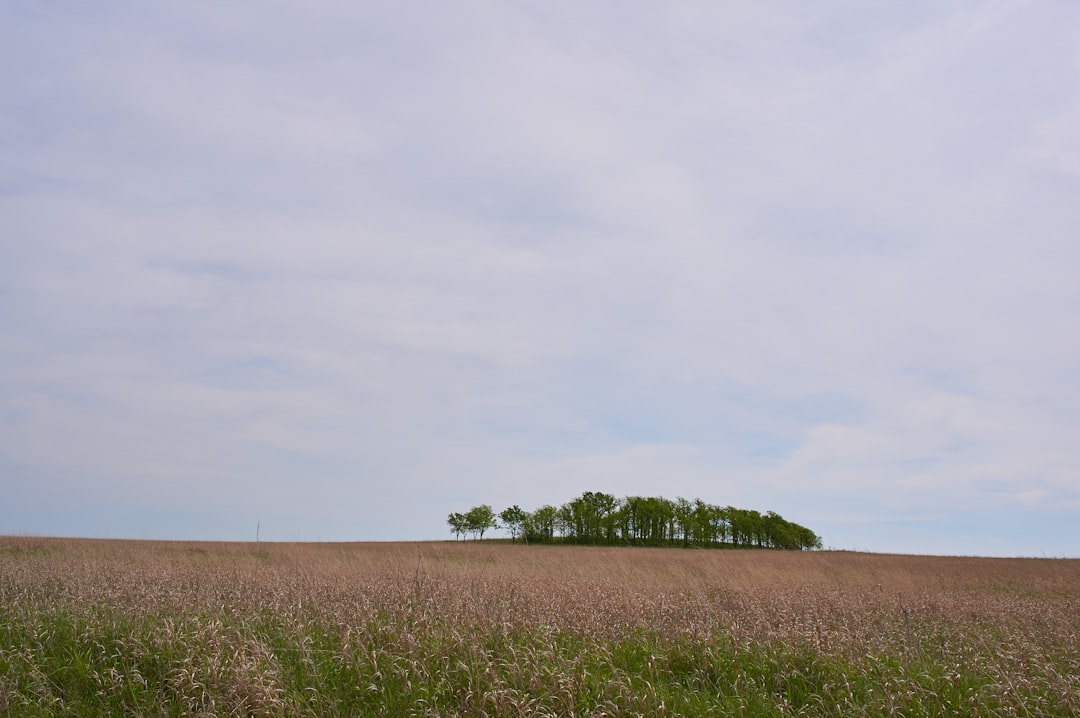 brown field under white sky during daytime