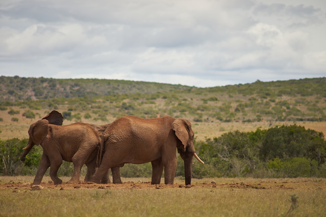 brown elephant on brown field during daytime