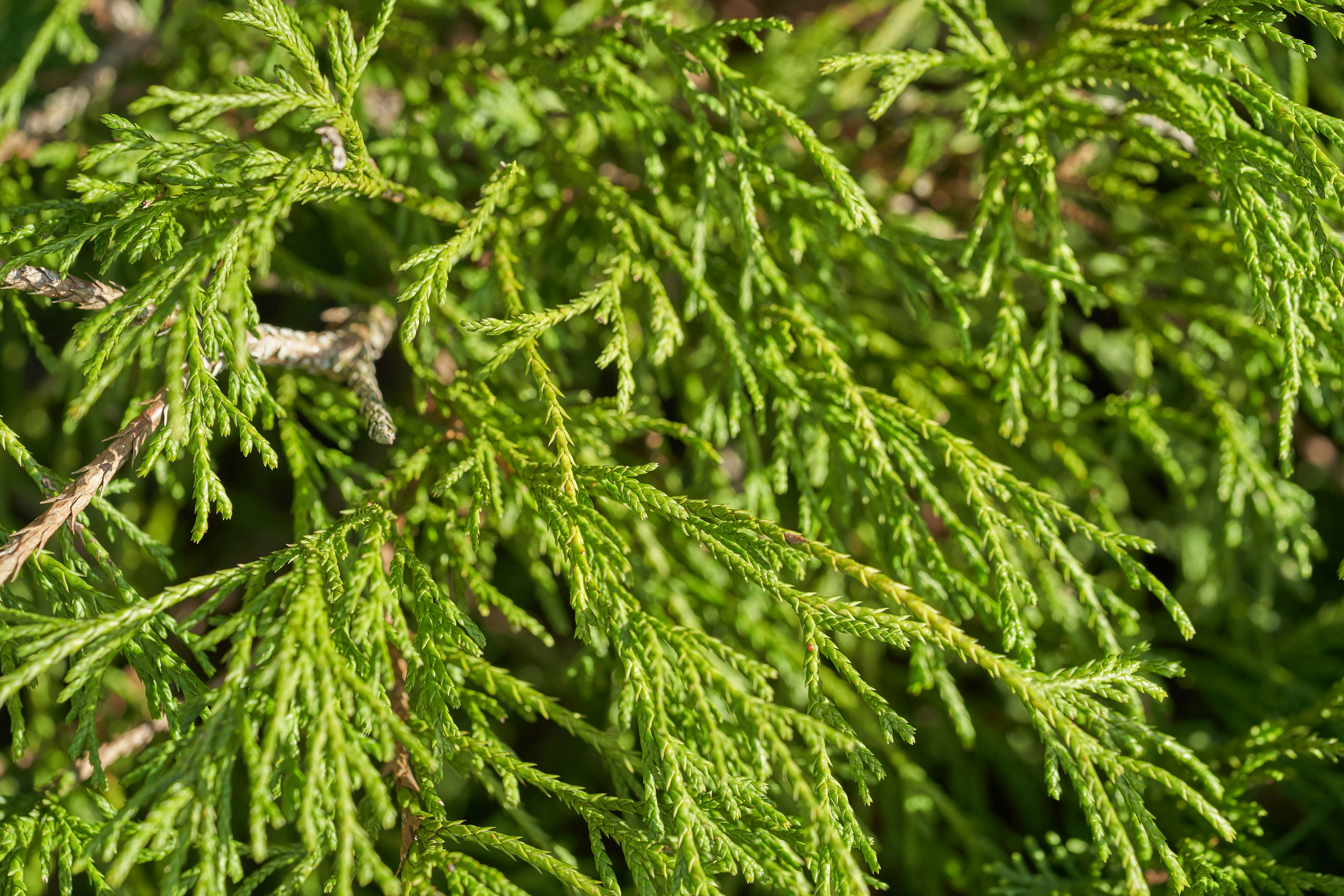 Photo by wolfgang_hasselmann