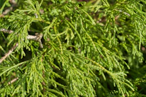 Close-up of fresh green cedar branches after a neat trim.