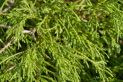 Close-up of fresh green cedar branches after a neat trim.
