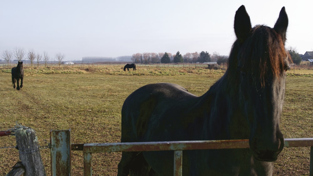 black horse on green grass field during daytime