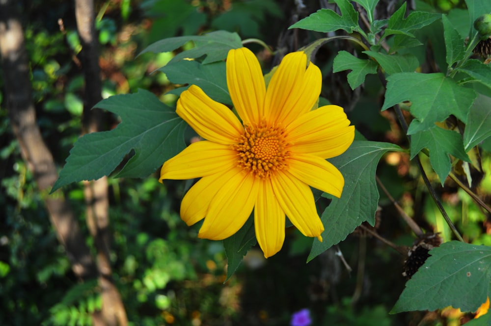 yellow flower with green leaves