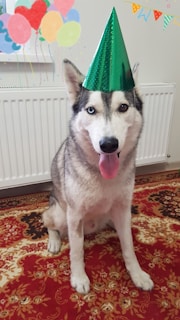 A Siberian husky with distinctive blue eyes is sitting on an ornate red carpet, wearing a shiny green party hat tilted slightly to the side. Colorful drawn balloons and decorations are present in the background, adding to a festive atmosphere.