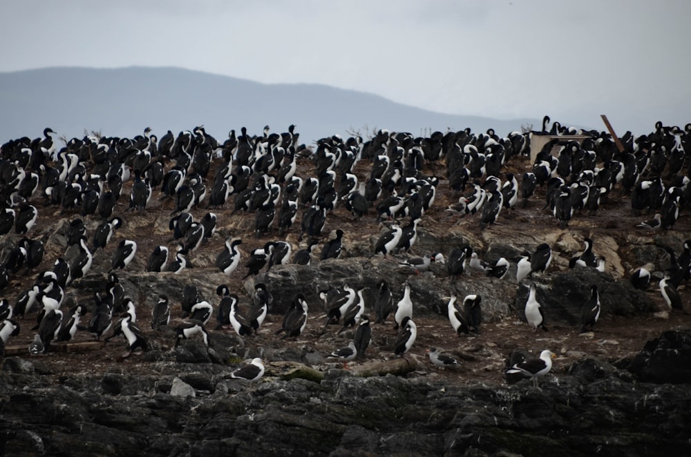 flock of penguins on brown field during daytime