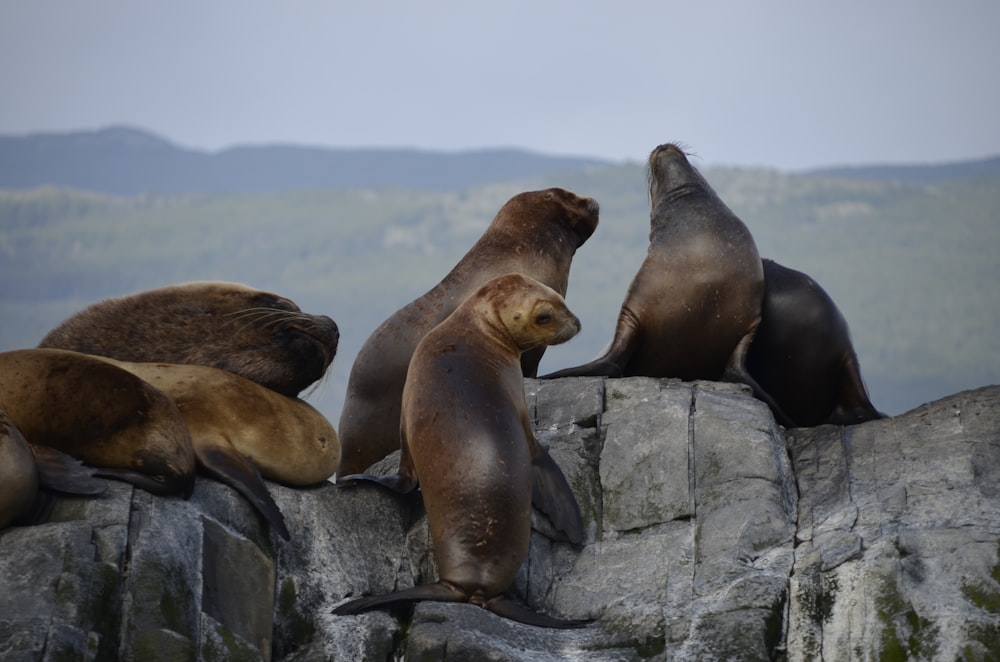 sea lion on gray rock