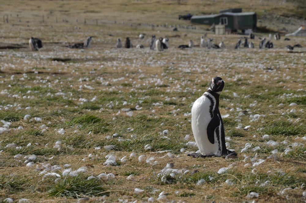 white and black penguins on green grass field during daytime