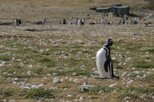 white and black penguins on green grass field during daytime in Punta Arenas Chile