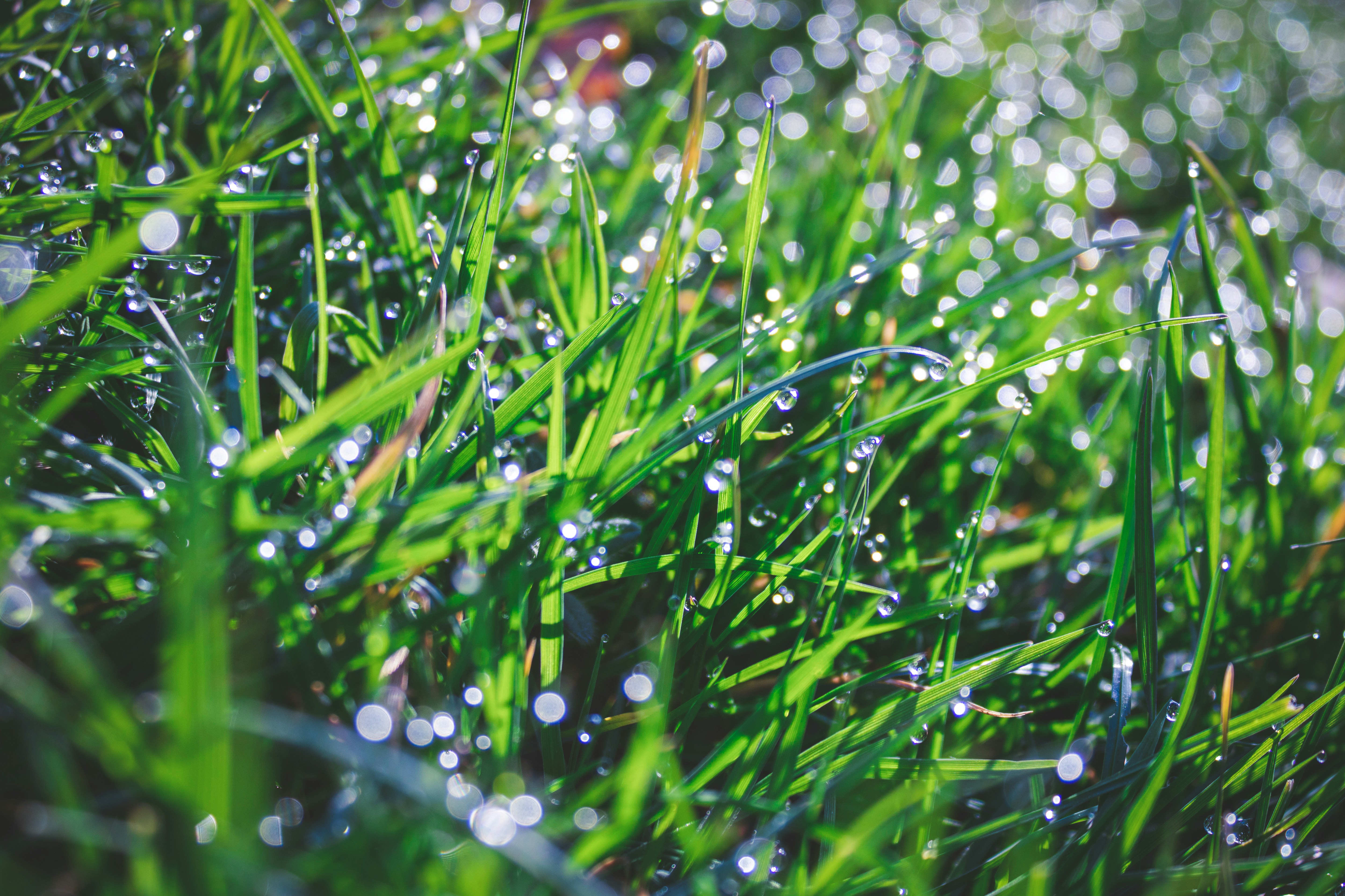 water droplets on green grass