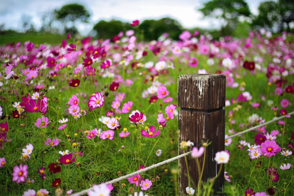 pink flowers on brown wooden fence