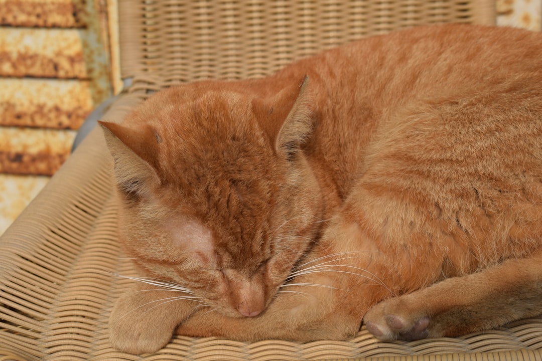 orange tabby cat lying on brown wicker chair