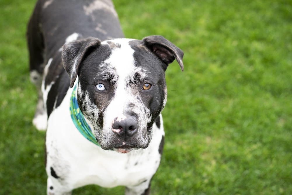 black and white short coated dog on green grass field during daytime