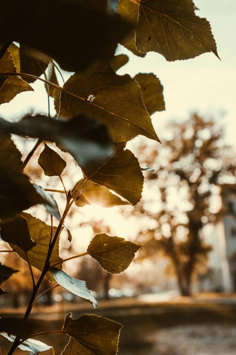 yellow maple leaf during daytime