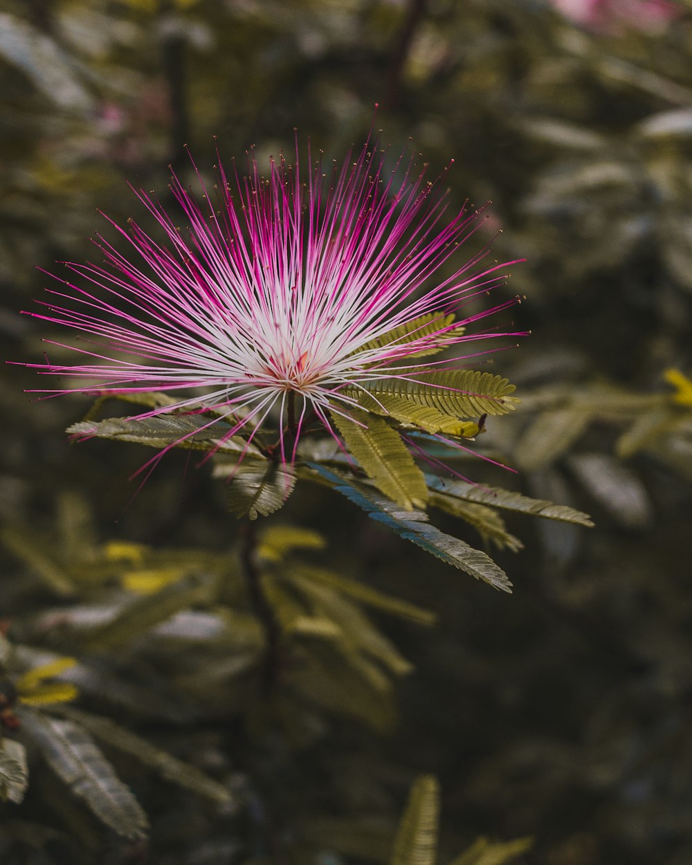 purple and white flower in tilt shift lens