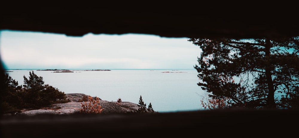 body of water near trees during daytime