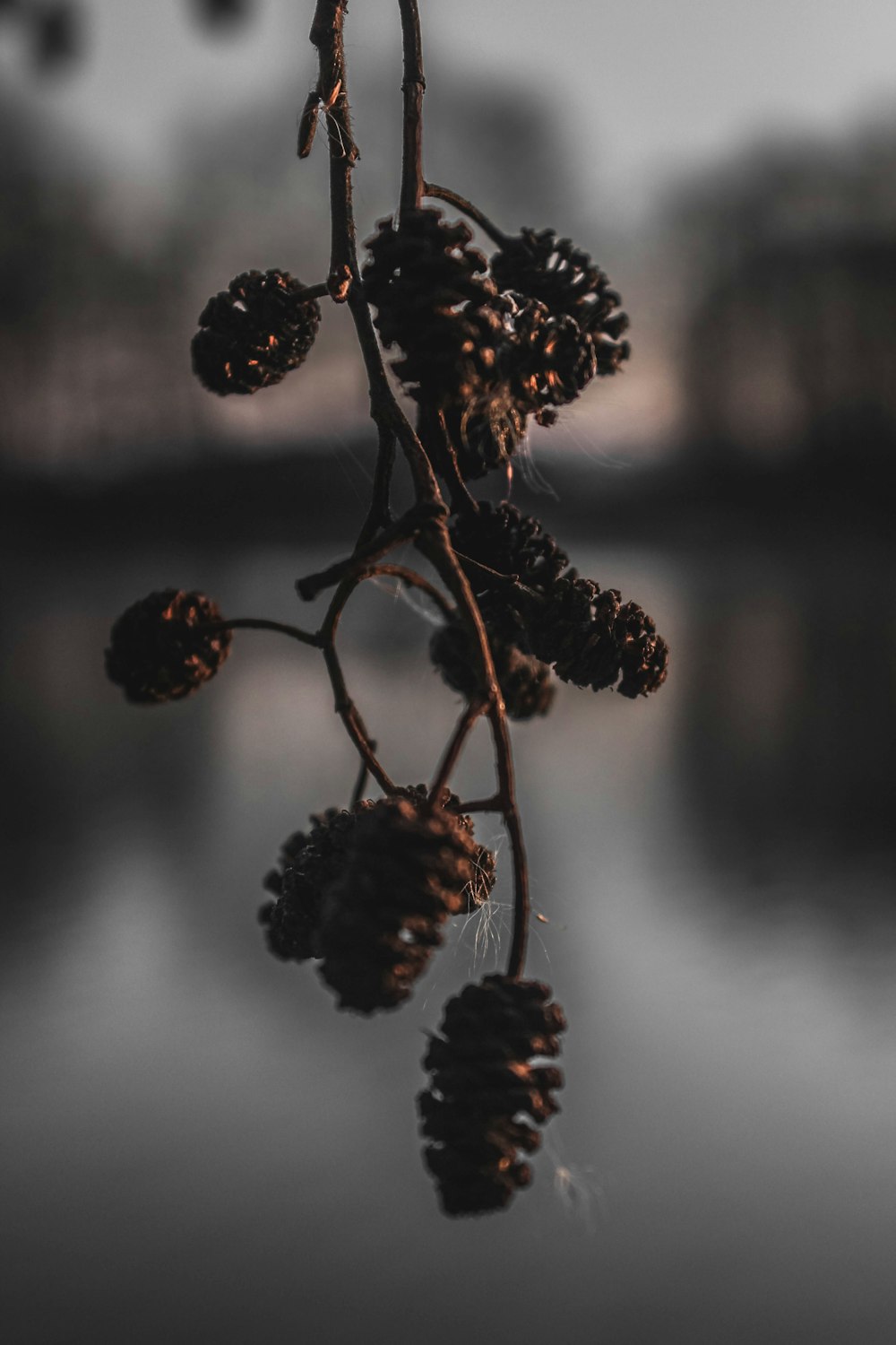 brown and black round fruit