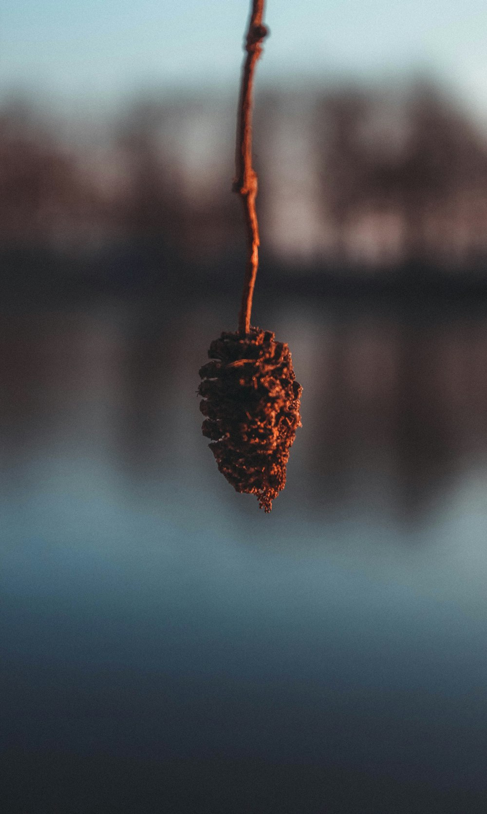 brown dried leaf in tilt shift lens